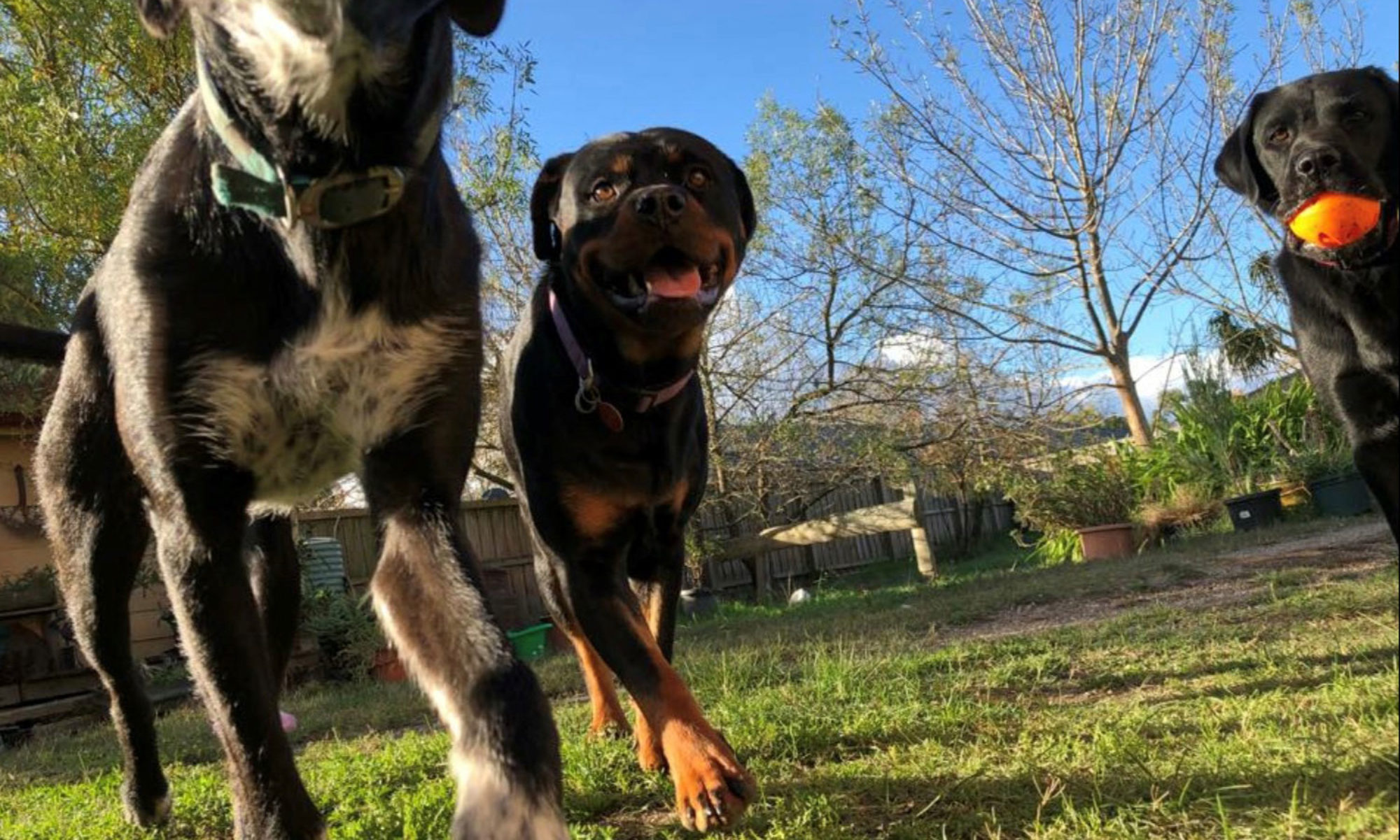 Leader of the Pack Dog Obedience